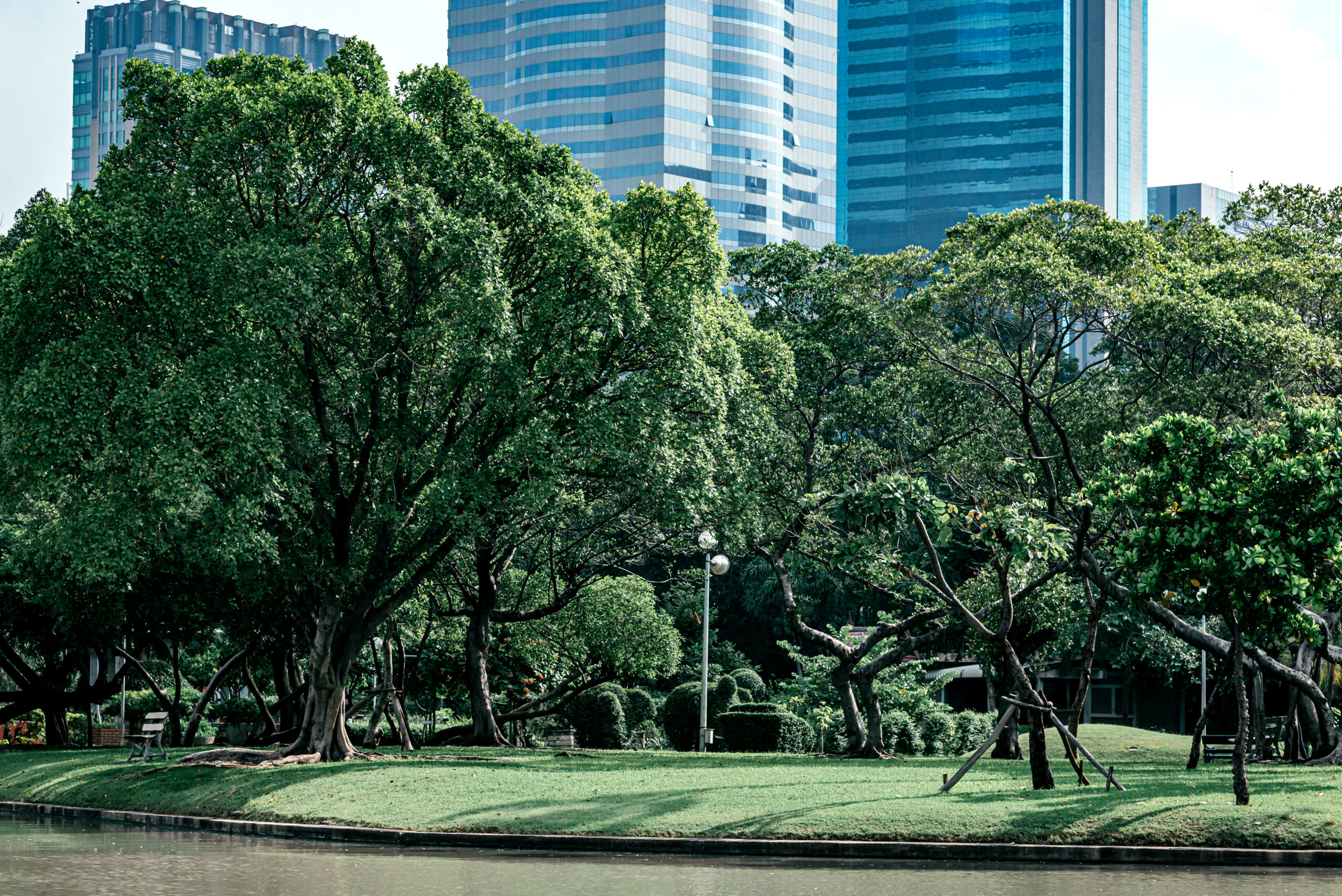 Tree Surveys in Protecting Urban Greenery