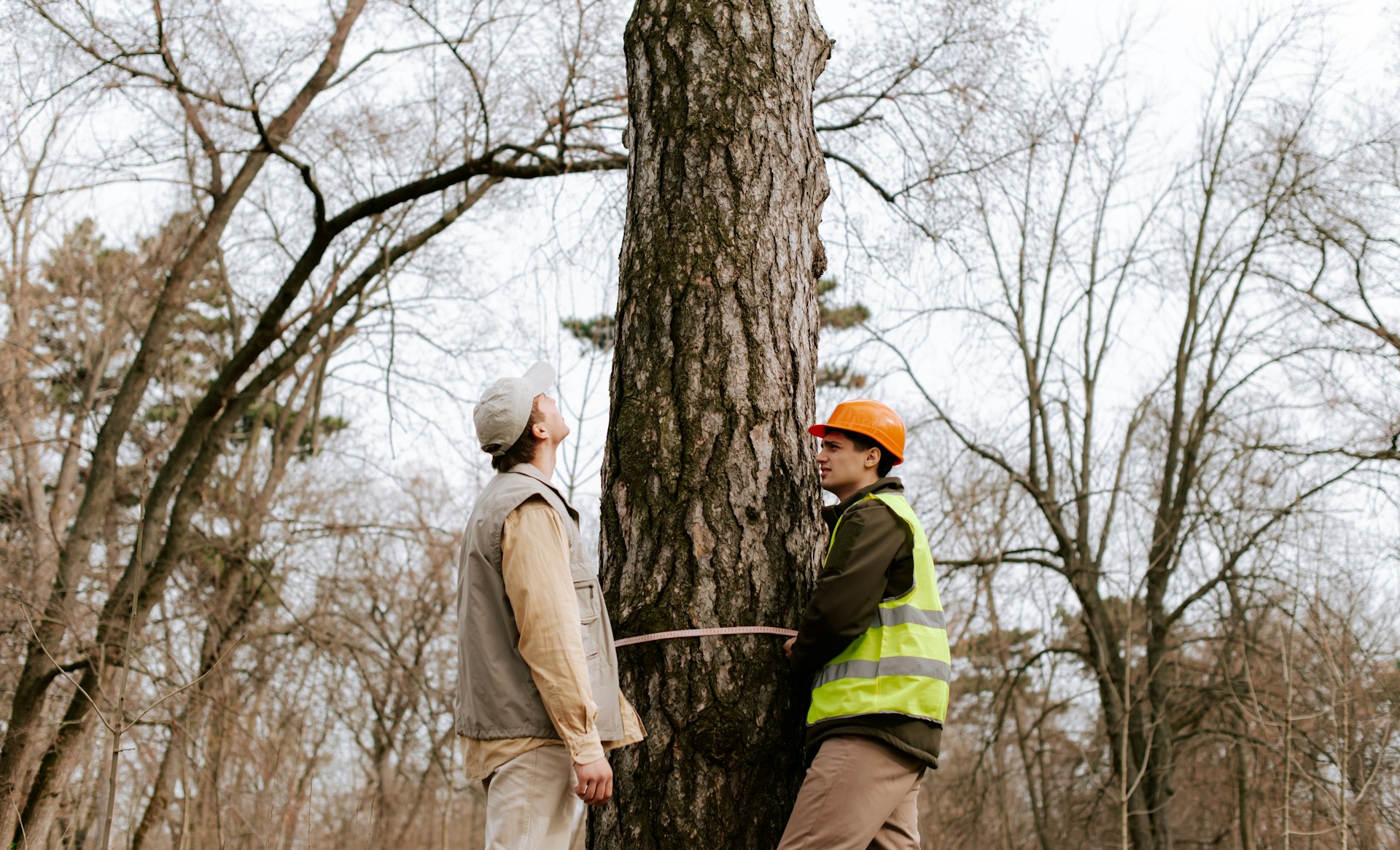 tree survey